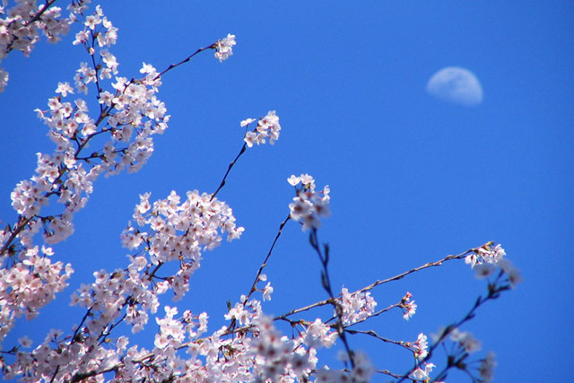 赤城の桜